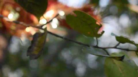 Religious red cloth hanging in a tree ,on top of a hill. Stock Footage 131704457