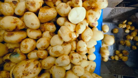 Relocation of cleaned potatoes between two conveyors 스톡 동영상 106788068