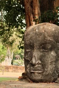 The remaining head of a big black stone buddha next to a tree at the Wat Ra.. Stock Photos