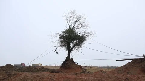 Remaining image of cutting trees and vegetation during road construction Stock Footage 148665135