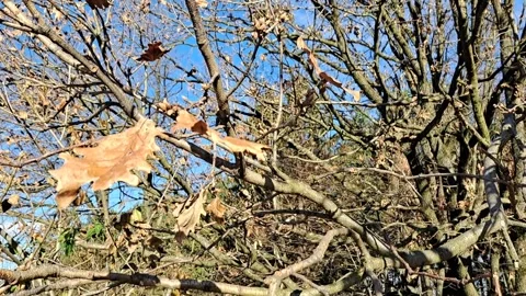 Remaining Leaves on a Tree Video Video stock 258967337