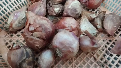 Remaining raw shallots in the bowl Stock Footage 226731719