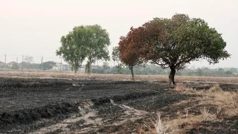 The remaining trees survive the burn. Stock Photos