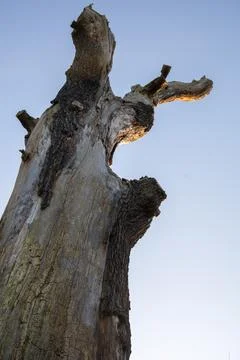 Remaining trunk of the lonely dead tree Foto stock