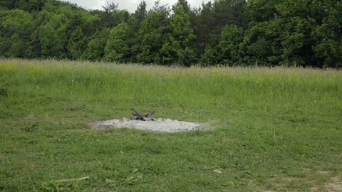 The remains of the burning fire Stock Footage 85196264