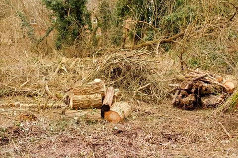 Remains of a chopped down tree Stock Photos
