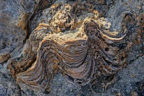 Remains of a clam shell embedded in rock Stockfoto's