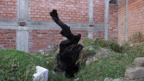 Remains of a cut and burned tree with the root and trunk completely black in a Stock Footage 164577796