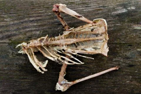 Remains of a dead bird Stockfoto's