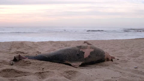 Remains of dead dolphin lying on beach in Portugal at dusk Stock Footage 170946242