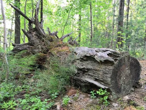 The remains of a dead tree Stock Photos