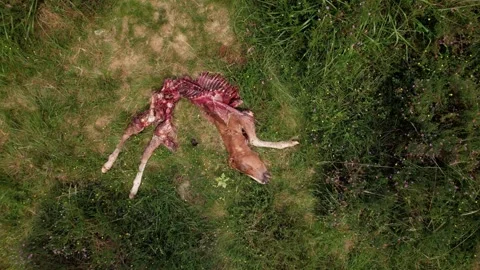 Remains of a foal devoured by wolves - 233 Stock Footage 310502215