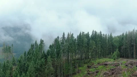 Remains of the forest after felling. Cloudy sky. Carpathian mountains. Gorgan Video stock 168520899