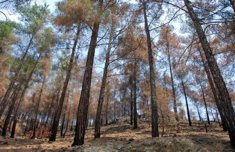 Remains of a forest fire Stockfoto's