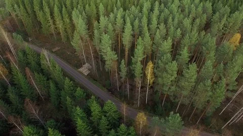 Remains of forest thinning by a small road in Finnish countryside Stock Footage 70550541