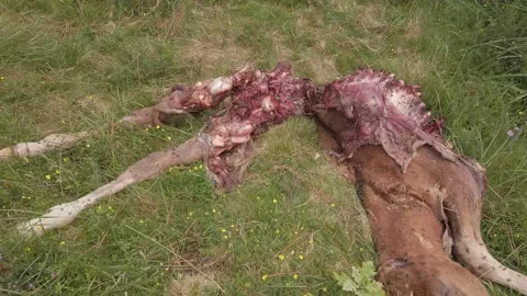 Remains of a horse devoured by wolves - 214 Video stock 310502203