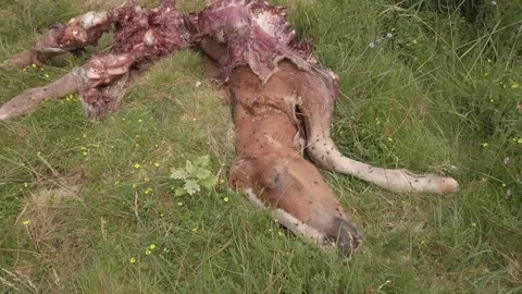 Remains of a horse devoured by wolves - 215 Stock Footage 310502204