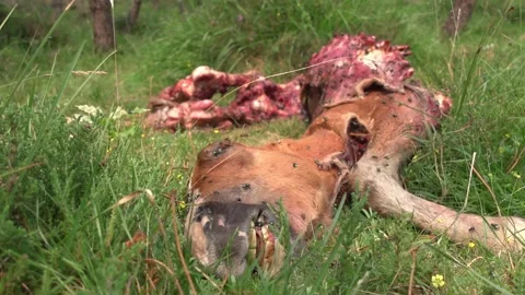 Remains of a horse devoured by wolves - 228 Stock Footage 310502213