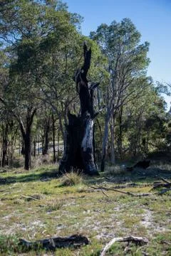 Remains of a large burnt tree after fire in Whiteman Park Stock Photos