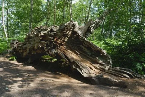 Remains of a large fallen oak tree. Stock Photos