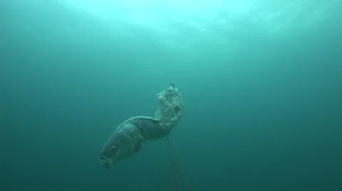 The remains of a large fish that has died entangled in a shark net #13-26 Stockbeeldmateriaal 39328034