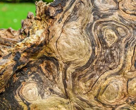 Remains of large old beech tree Stock Photos