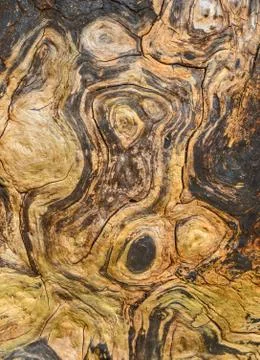Remains of large old beech tree Stock Photos