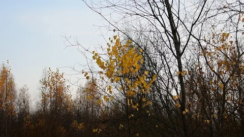 Remains of leaves on the background of bare trees Stock Footage 118429685