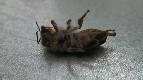 The remains of life in a bee Stock-Footage 125027041