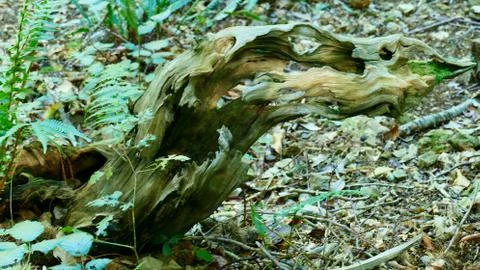 Remains of an old tree in the forest Stock Photos
