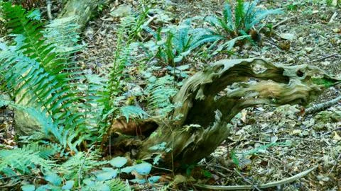 Remains of an old tree in the forest Stock-Fotos