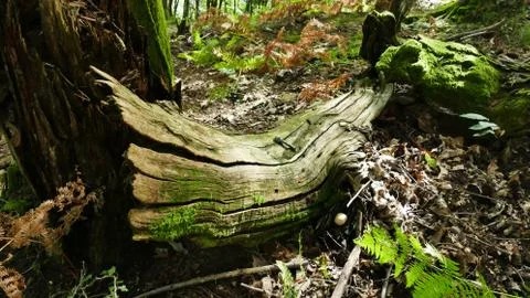 Remains of an old tree in the forest Stock Photos