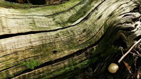 Remains of an old tree in the forest Stock Photos