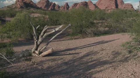 Remains of Old Tree with Shadow and Papago Buttes in Background, Phoenix AZ Stockbeeldmateriaal 322805088