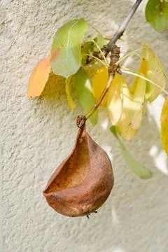 Remains of a pear on a branch, whose inside has been eaten Stock Photos