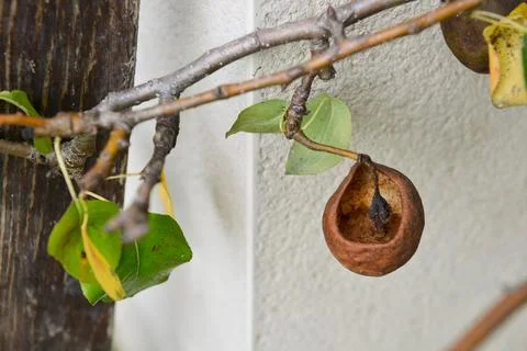 Remains of a pear whose inside has been eaten by insects Stock Photos