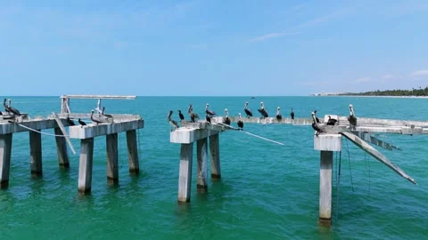 Remains of pier with cement posts standing firm in water. Flock of birds Stock Footage 273869520