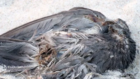 The remains of the pigeons are being broken down. Video stock 134451981