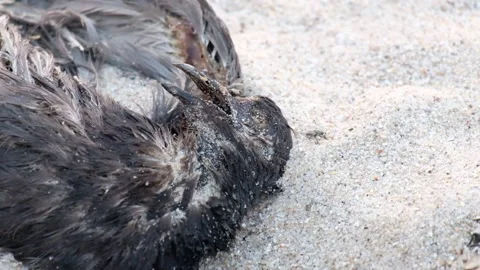 The remains of the pigeons are being broken down. Video stock 134451985