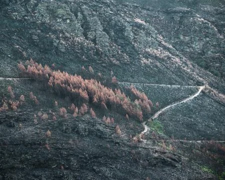 Remains of pine plantations devastated by a forest fire Stock Photos