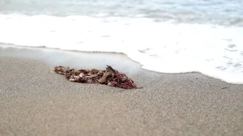 Remains of rope and nets on the seashore, ocean pollution concept Stock Footage 168326110