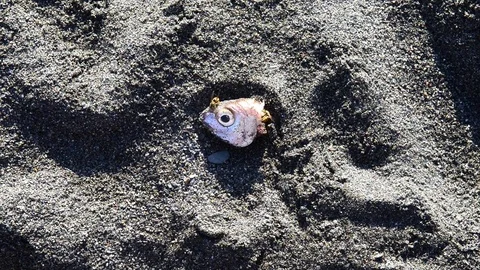 The remains of a severed head of a fish on the beach Stock Footage 83211360