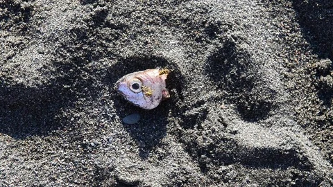 The remains of a severed head of a fish on the beach Stock Footage 83211905