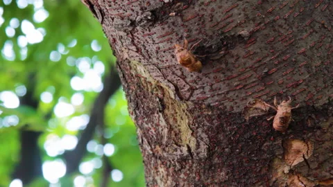 The remains of a small cicada exoskeleton hanging off of a tree trunk Stock Footage 134434119