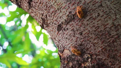 The remains of a small cicada exoskeleton hanging off of a tree trunk Stock Footage 134434120
