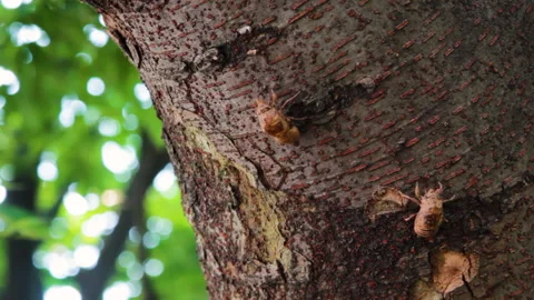 The remains of a small cicada exoskeleton hanging off of a tree trunk Stock Footage 134434189