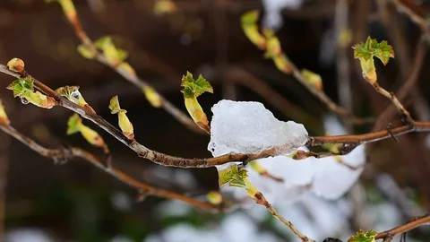 Remains of snow on a branch of currant Stock Footage 128797697