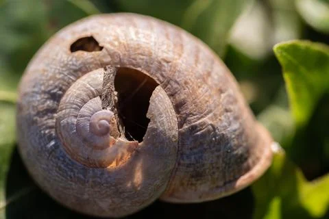 Remains of Tranquility: Broken Snail Shell Rests on Verdant Foliage Stock Photos