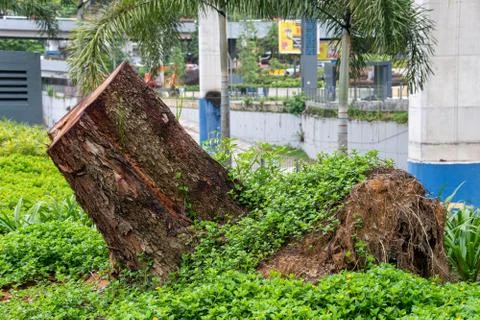Remains of a tree cut down Stock Photos
