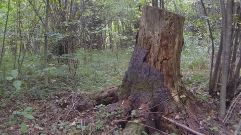 Remains of a tree Stock Footage 68620783